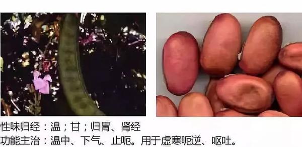 500余种中草药图  第206张