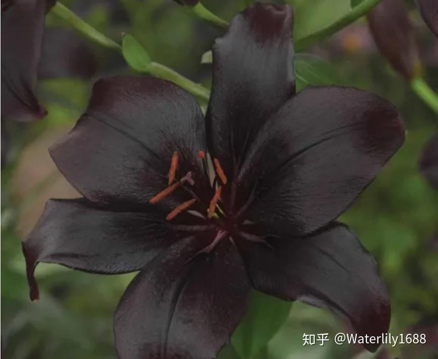 黑色花种类图片