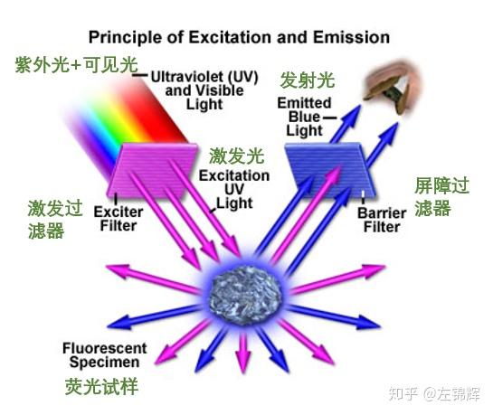 紫外荧光照相是利用紫外线作为激发光源,激发物体在可见光区发射荧光