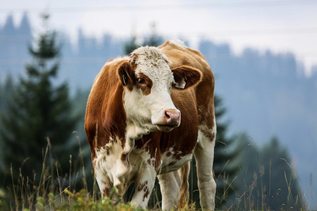 养殖朋友们注意啦这种驱虫方式有可能导致牛死亡快来