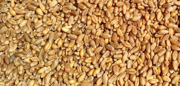 黑龙江省小麦种植的前世今生