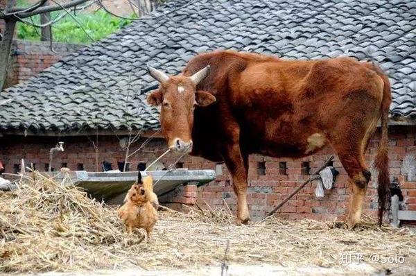 只有村里老宋家,人口虽少,却养着一头大黄牛,大黄牛是耕牛,有的是