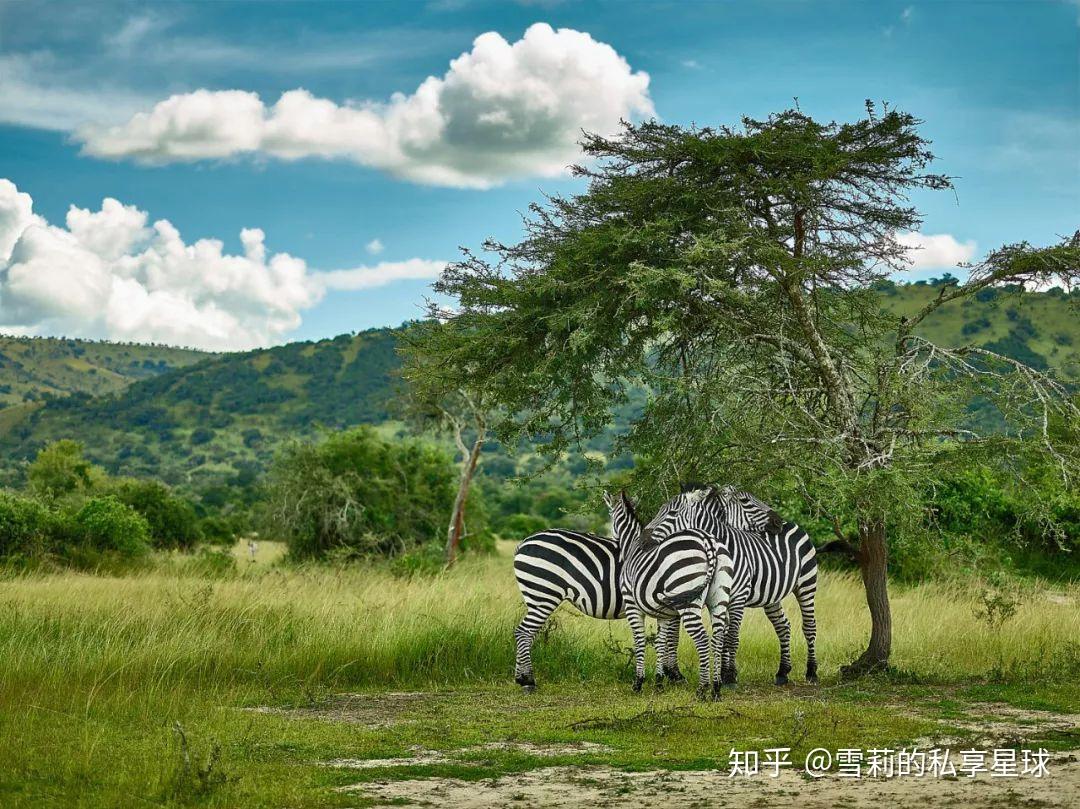 非洲最安全的国家，去往浴火重生的卢旺达，来一场猩猩的赴约- 知乎