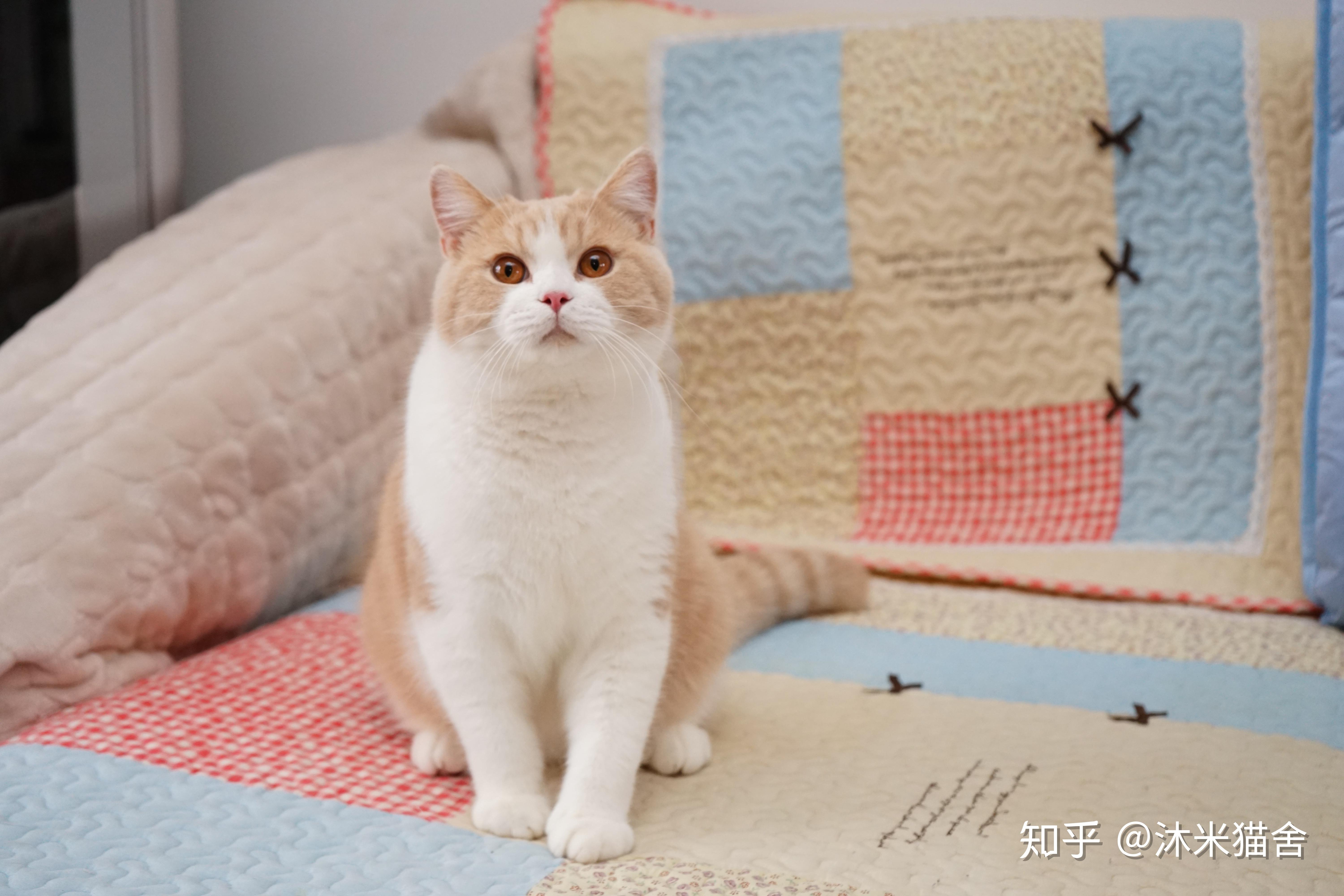 能分享一下你养的乳白英短吗? - 知乎