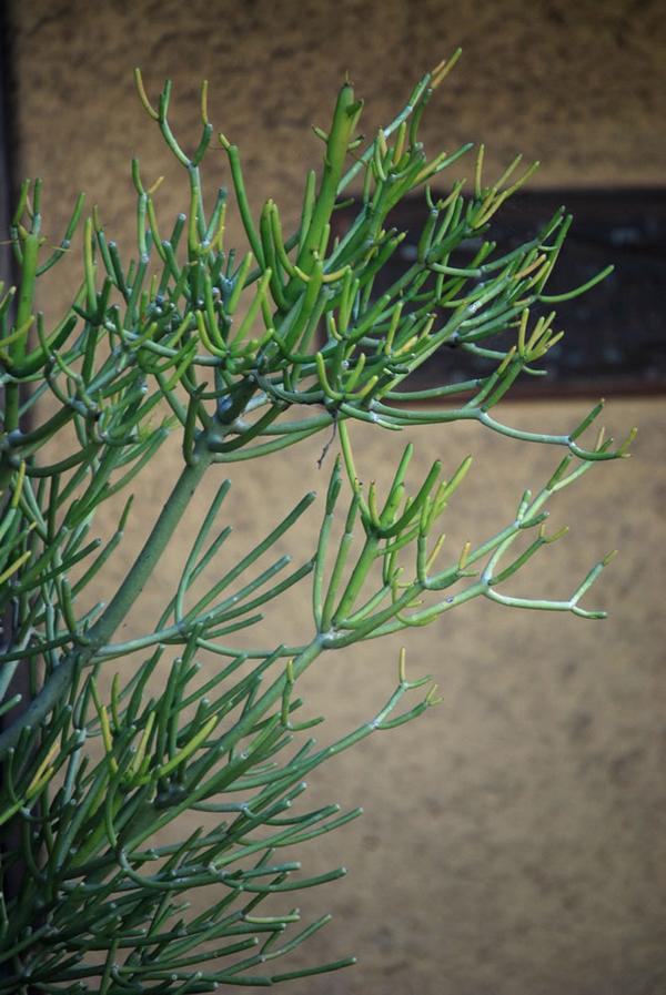 The Bachelor In Plant World Though Poisonous Can Be Refined It Is Not Because The Stick Tree Loved But Earance Like A Bachelor Therefore Name Of Also Depressed