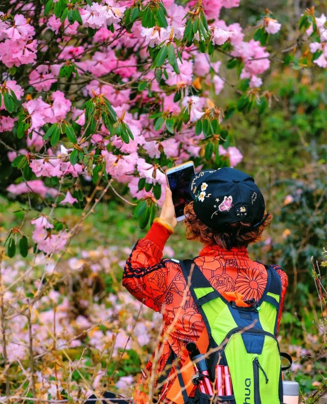 赏花人准备好了吗?花开就冲