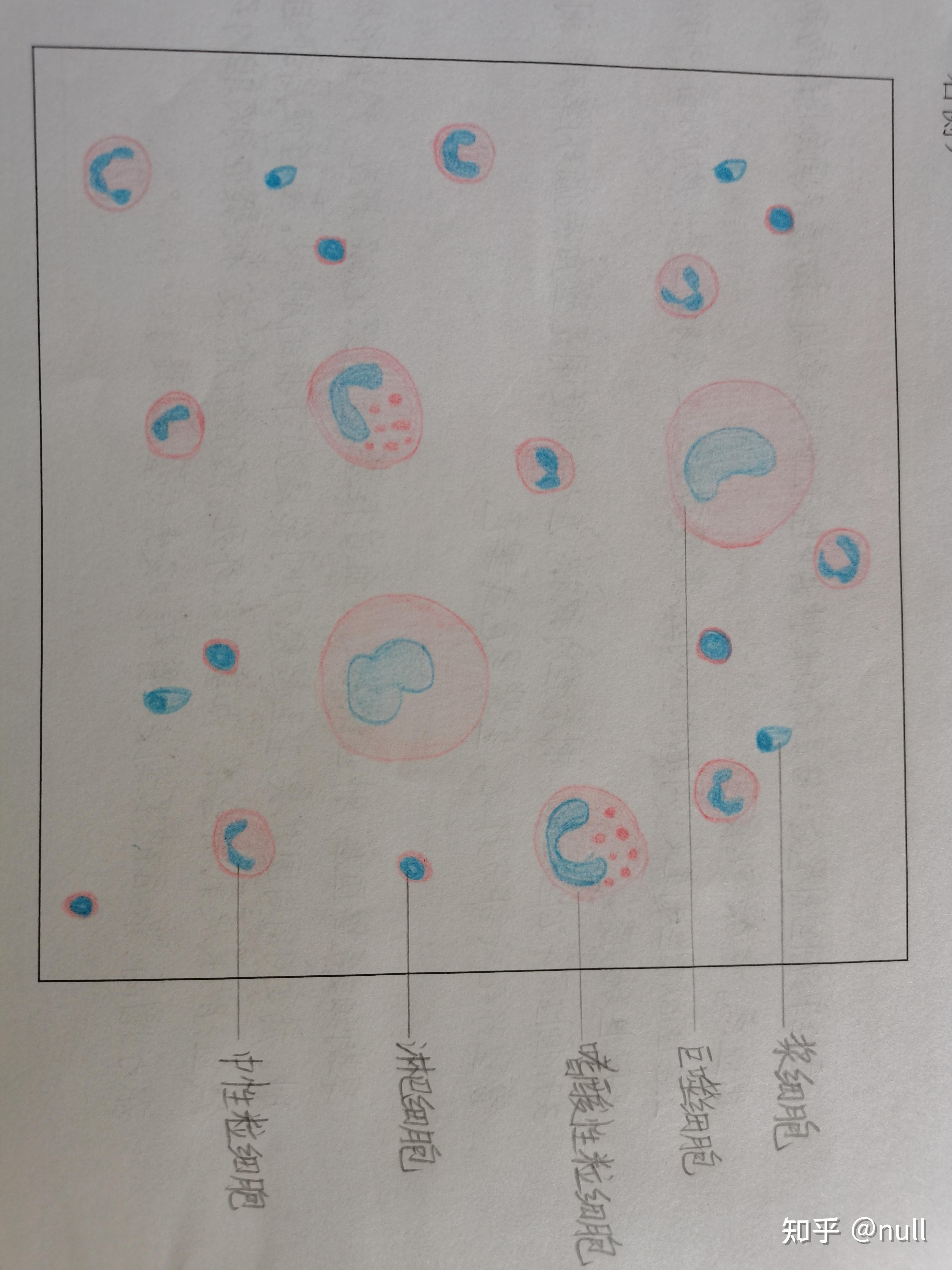 各类炎性细胞手绘图图片