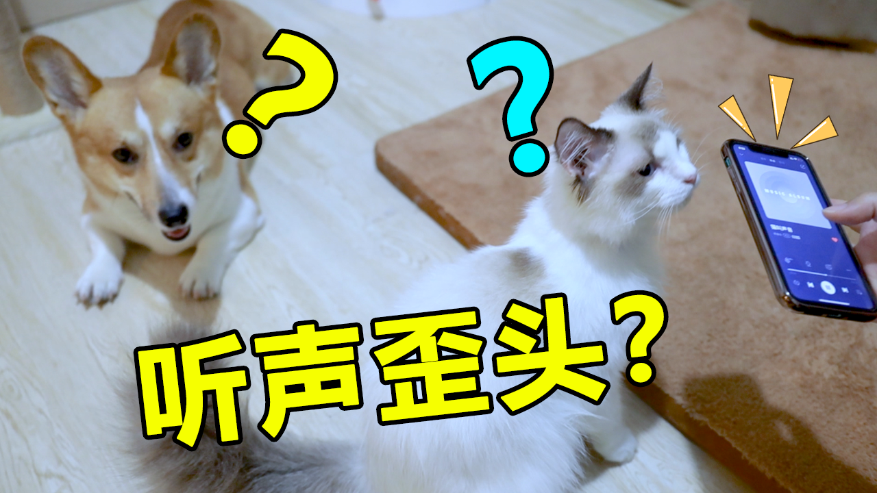 动宠物知识猫咪发出的9种声音你听过几个