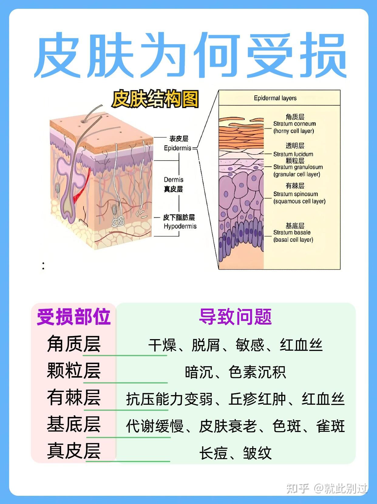 一文看懂皮肤结构,终于知道为会出现各种皮肤问题了