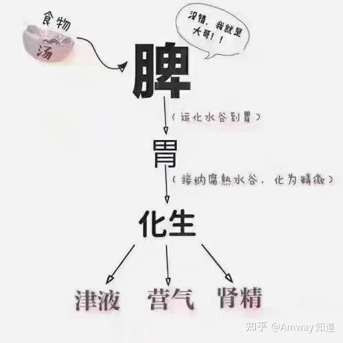 脾胃对身体健康有什么影响