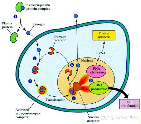 水溶性激素的受体一般分布在靶细胞的质膜表面,称为细胞表面受体,如