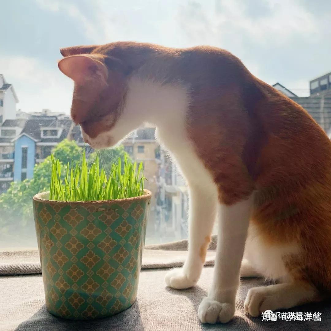 种植猫草 - 知乎