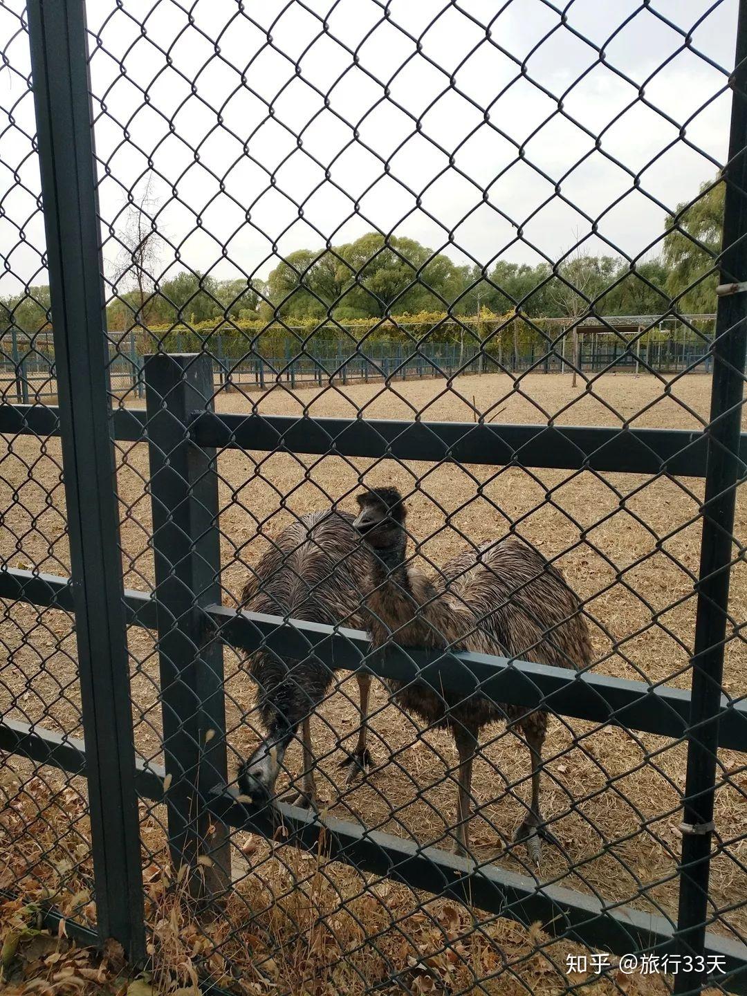 北京旅遊攻略上古神獸不在動物園竟然在北京這個地方