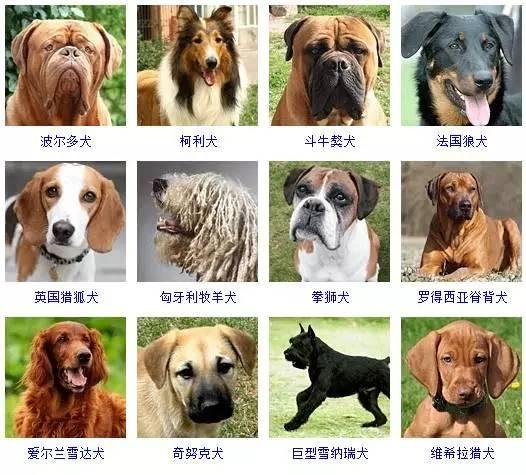 一篇文章让你分清所有狗的品种 - 知乎