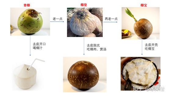 【第4篇】椰子全家福,青椰,椰皇,椰宝,红椰的区别
