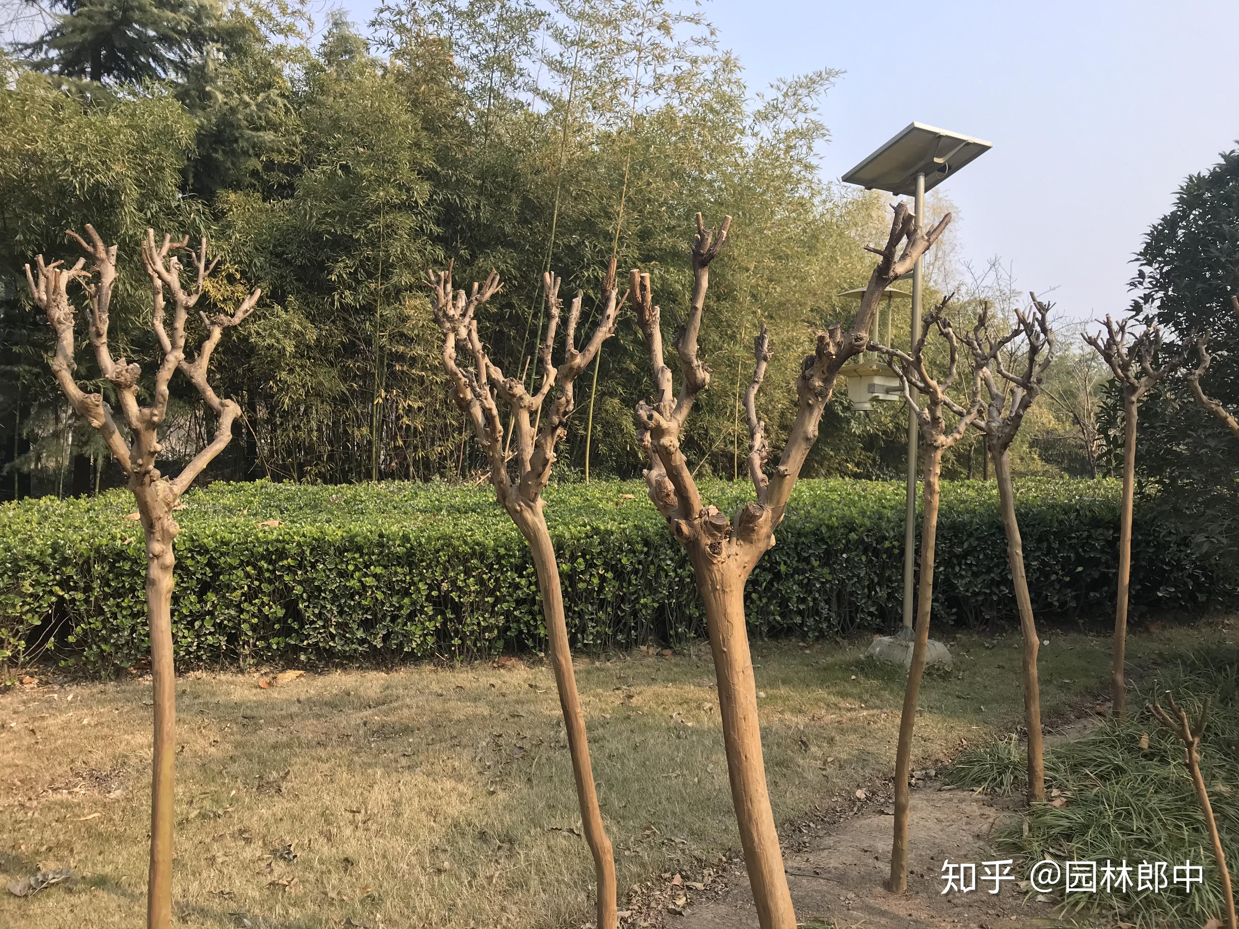 一,紫薇树为什么要在冬季进行修剪?