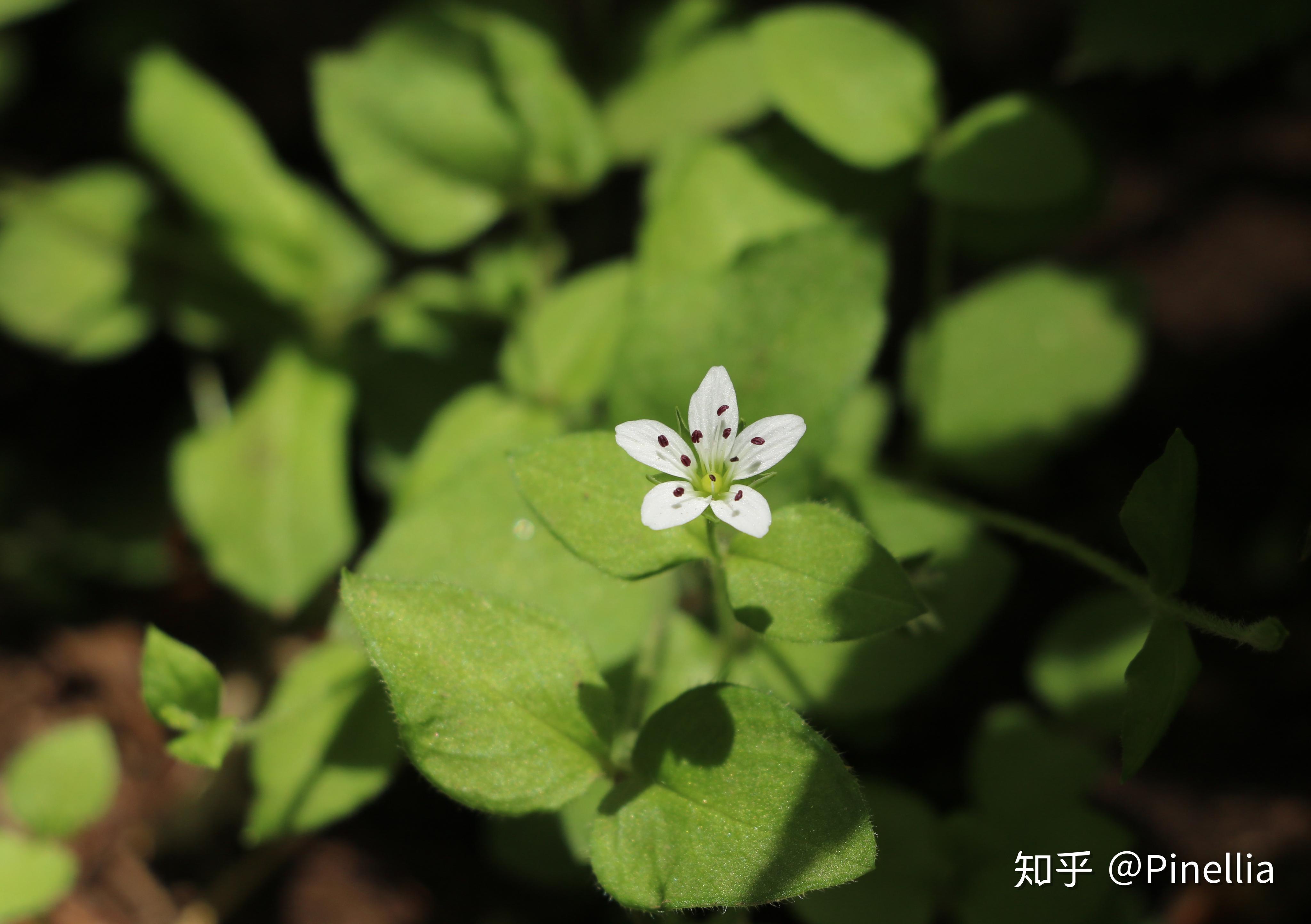 自然足迹京花烟云上百花山