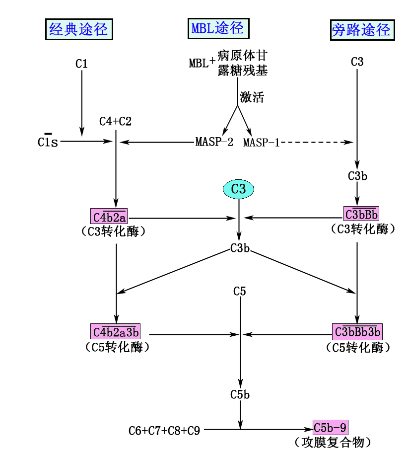 生物分析 | 生物标志物——补体(Complement）检测的生物学意义及生物分析策略 - 知乎