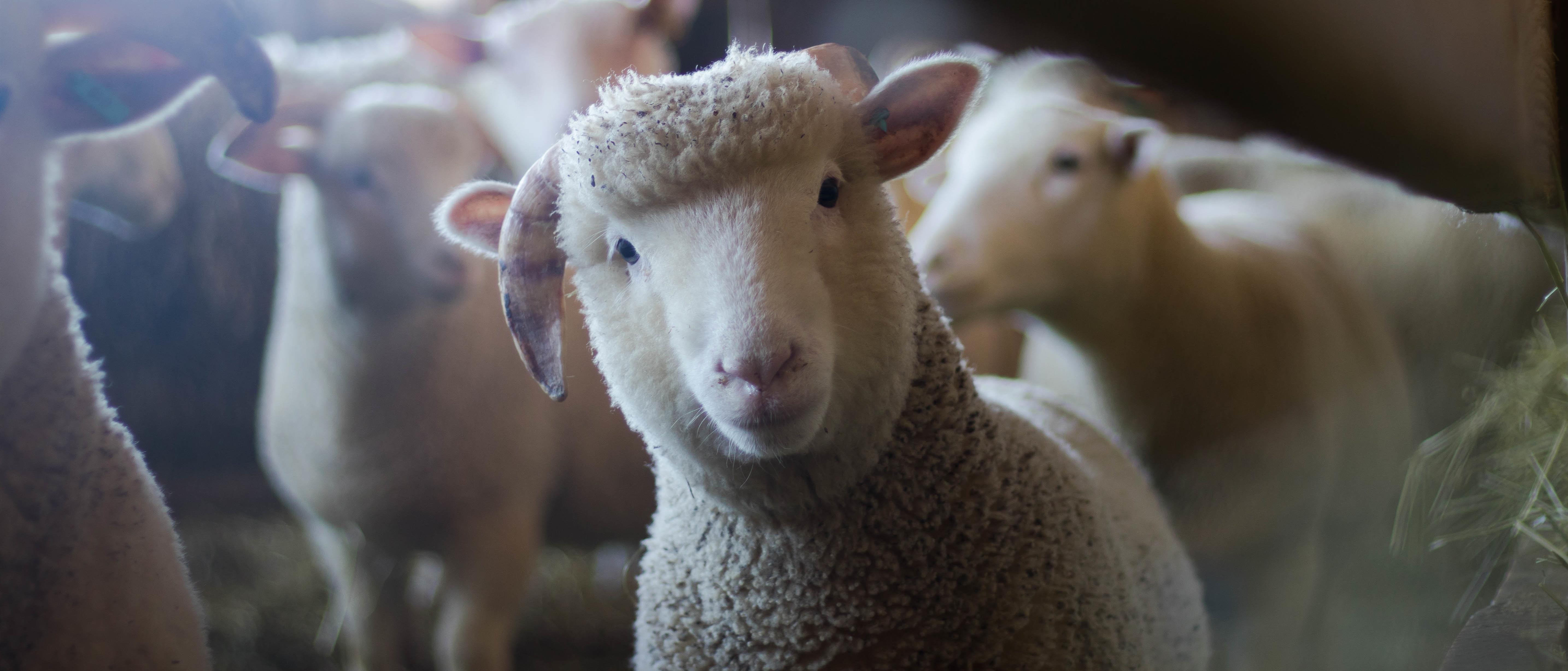 带鱼屏壁纸分享 - 知乎