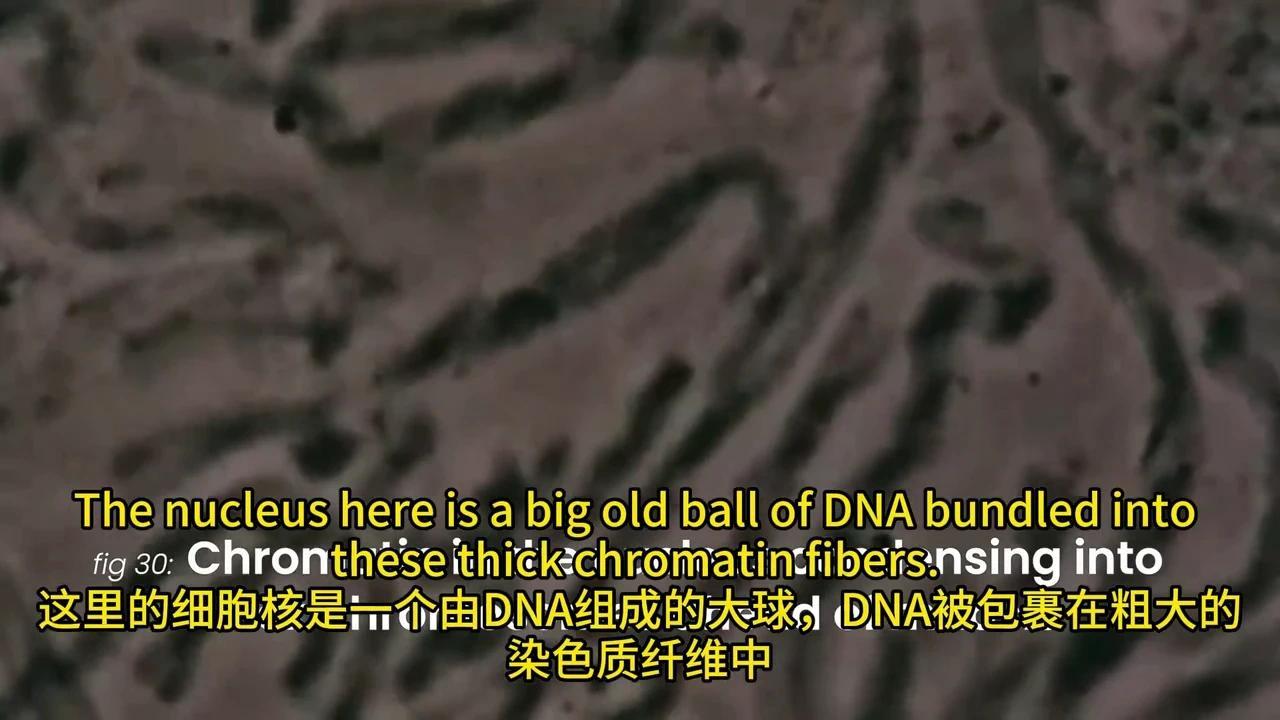 彻底解密DNA转录与mRNA剪接:动画揭秘生物学奥秘 - 知乎