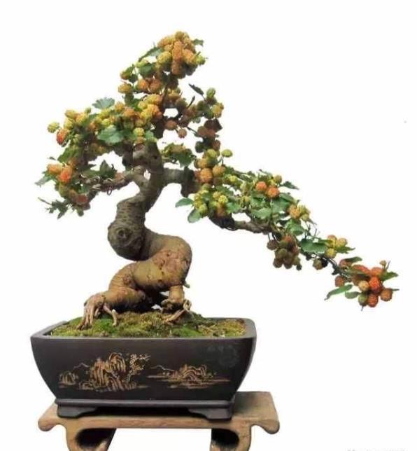 桑葚盆景制作鉴赏麦黄桑葚紫雨过莺语酣