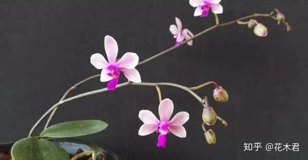 国家 级重点保护珍稀濒危植物 华西蝴蝶兰 知乎
