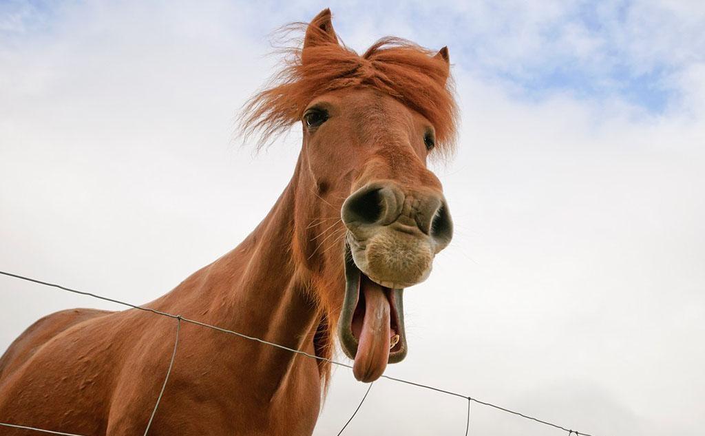 却也无意间拯救了很多动物,所谓一人得道,鸡犬升天,家禽家畜都因为