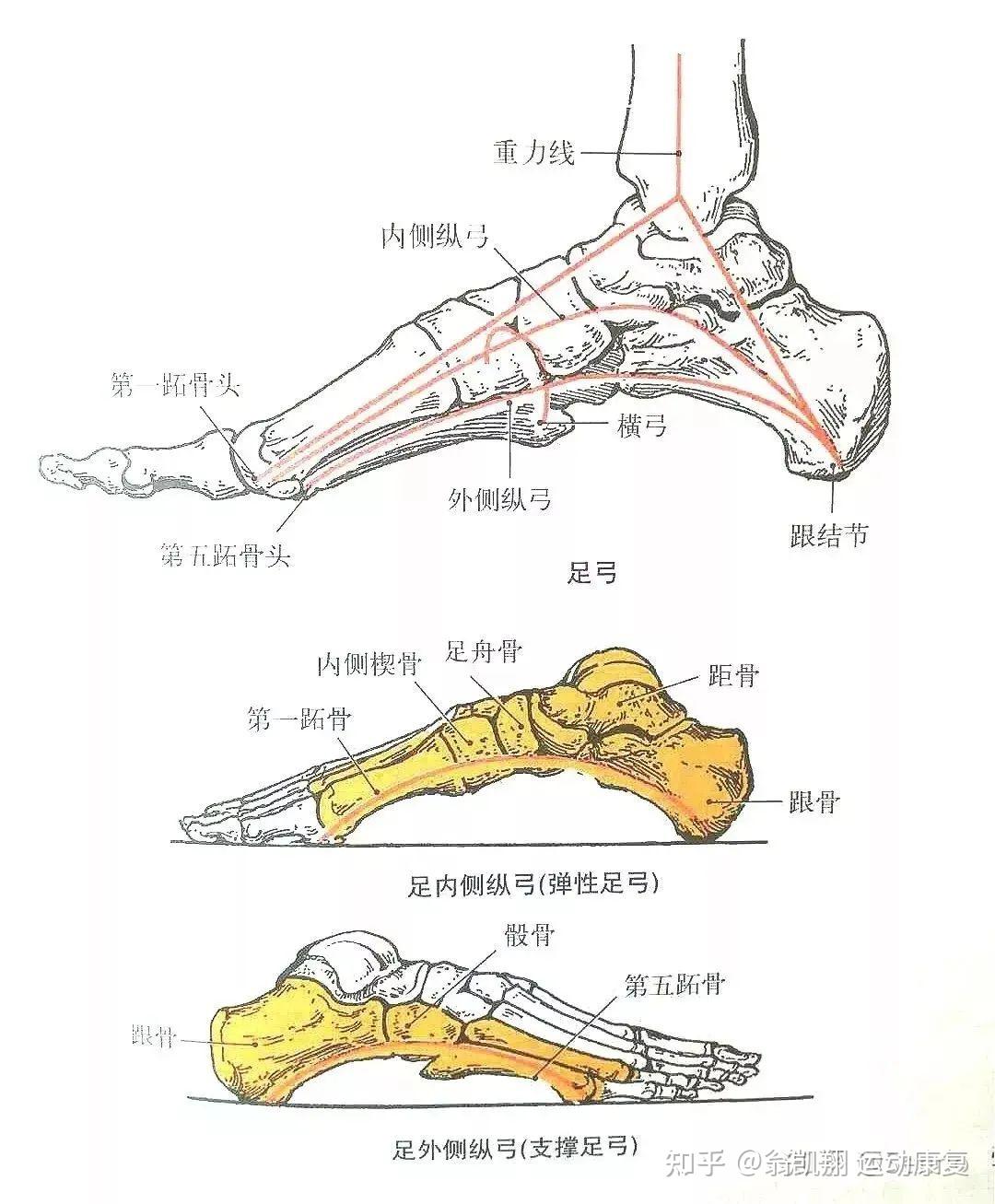 足底动脉弓图片