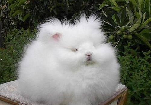 一种历史爱好者 85 人 赞同了该文章 加里敦大学生物学名誉博士,二