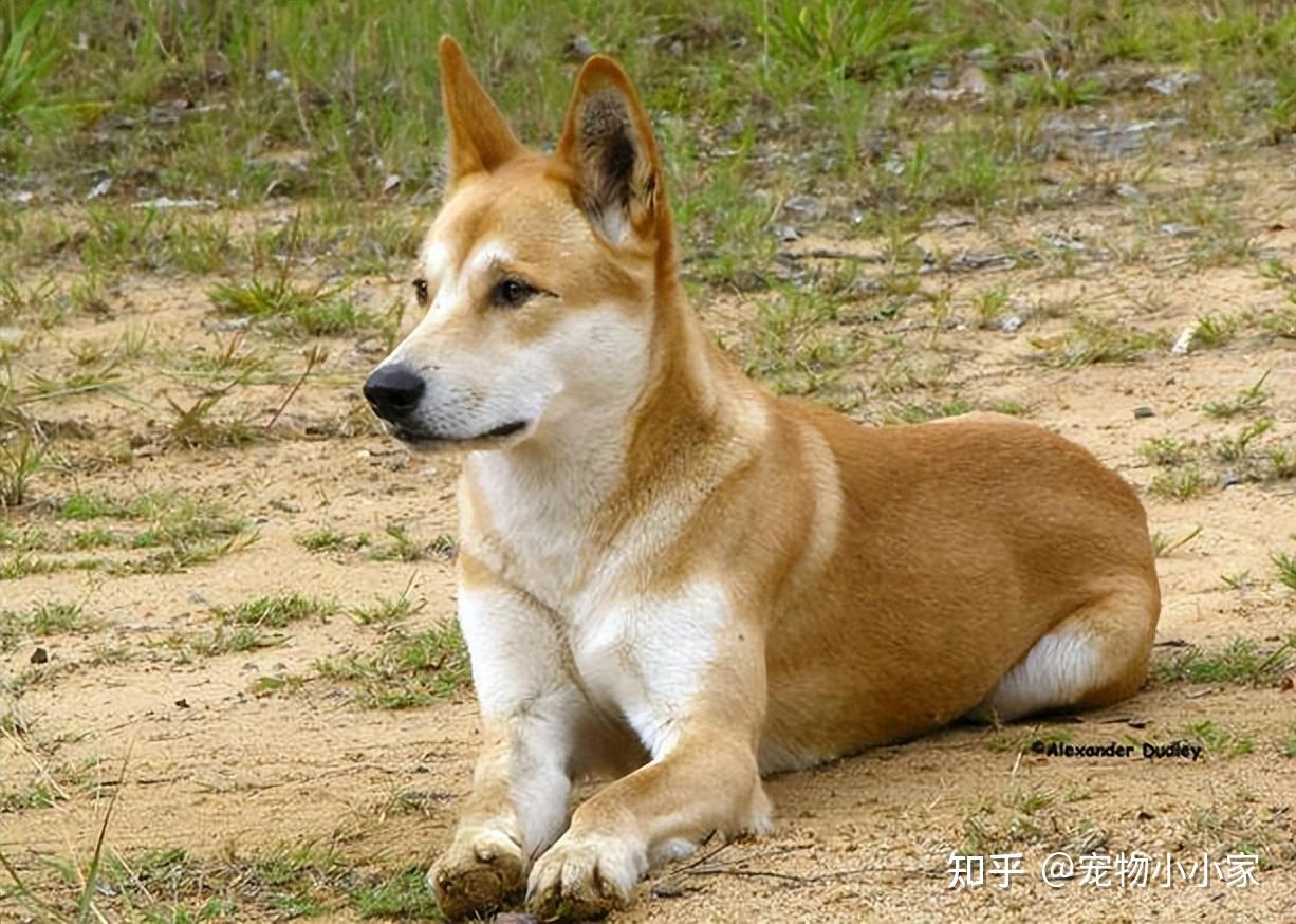 中华田园犬