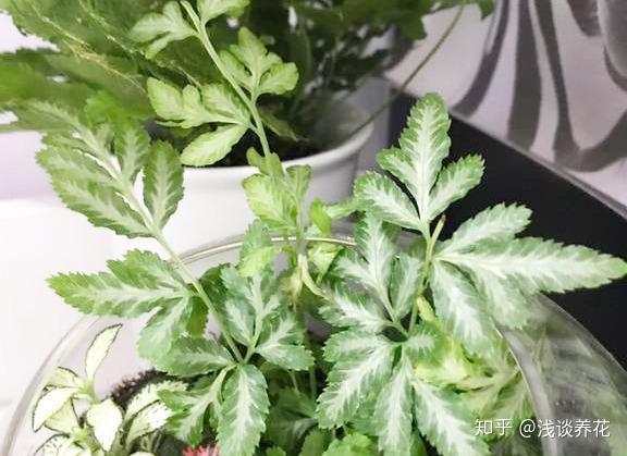 1分鐘教你如何通過植物形態來確定植物的養護方式