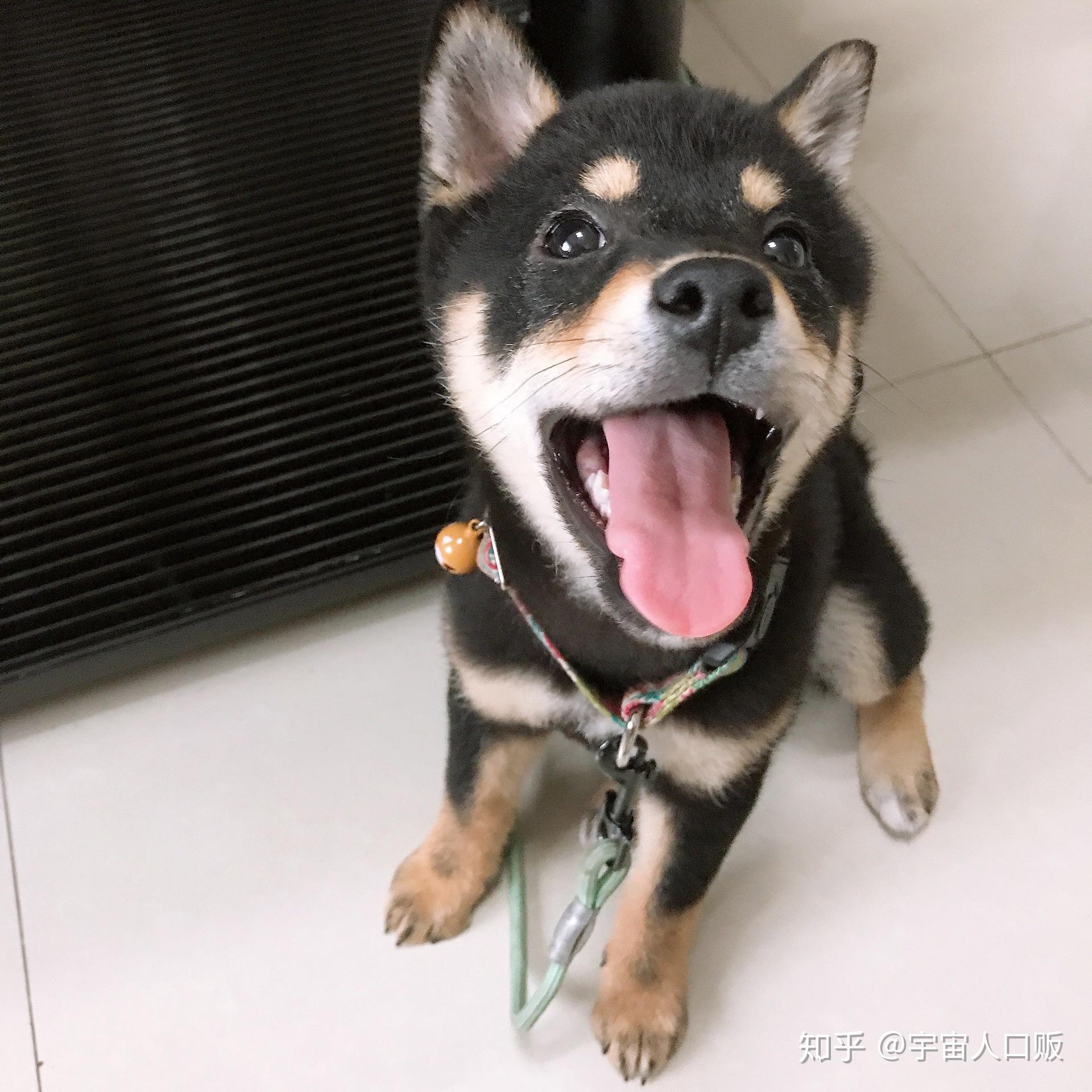 如何挑选一只黑柴? - 知乎