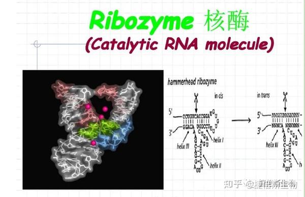 RNA种类大盘点 - 知乎
