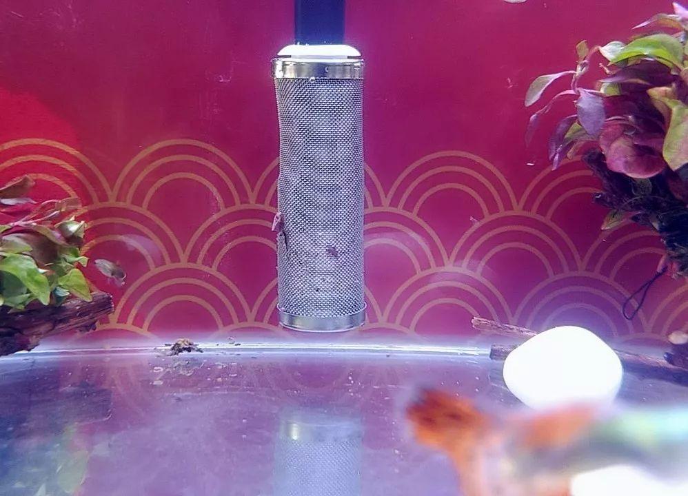 鱼缸过滤器吸螺堵塞影响水循环的麻烦可以这样解决
