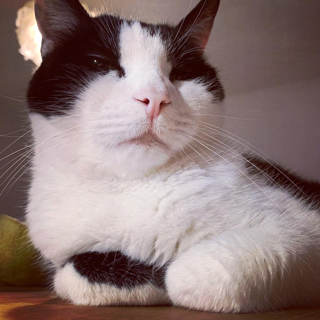 吸猫大会日本短尾猫louis