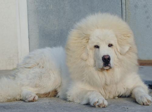 雪獒?大白熊犬?差点以为自己养了头狮子! - 知乎