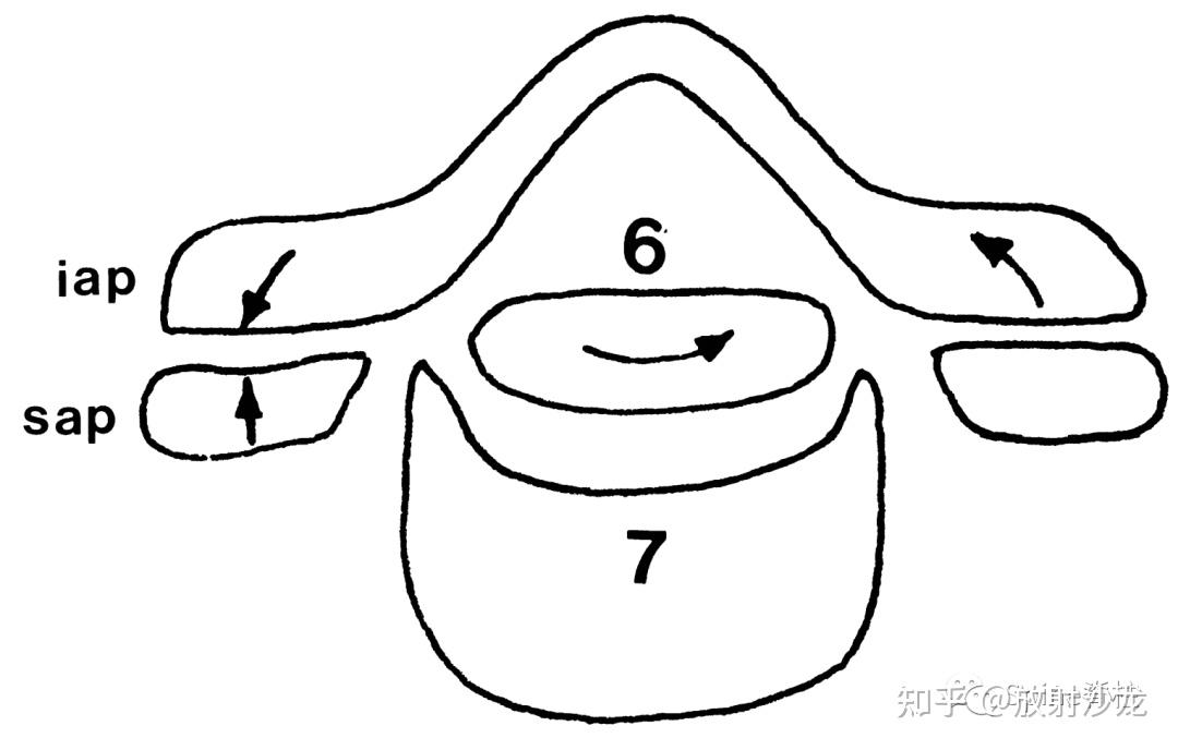 都叫椎間盤頸與腰椎間盤是不同的