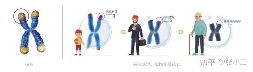 什么是端粒?为什么端粒长度能影响我们的衰老? - 知乎