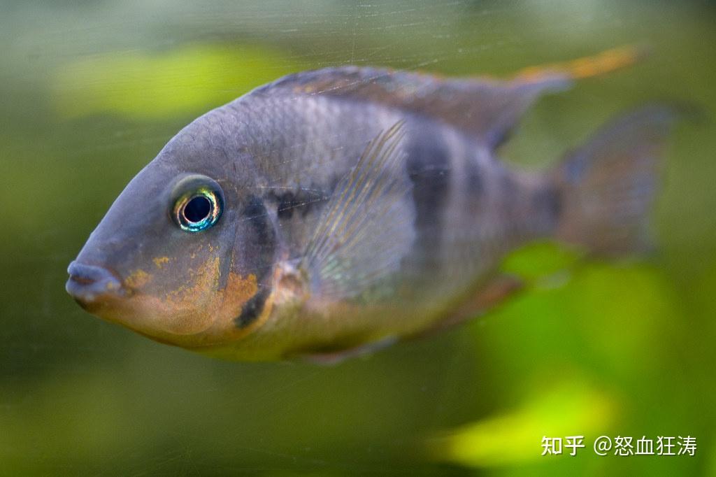 水上漂:野生水庫釣魚,水域環境複雜,碰到大魚的可能性較大,請問如何綁