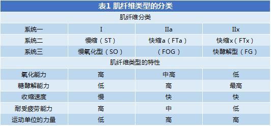 了解肌纤维增肌才能事半功倍