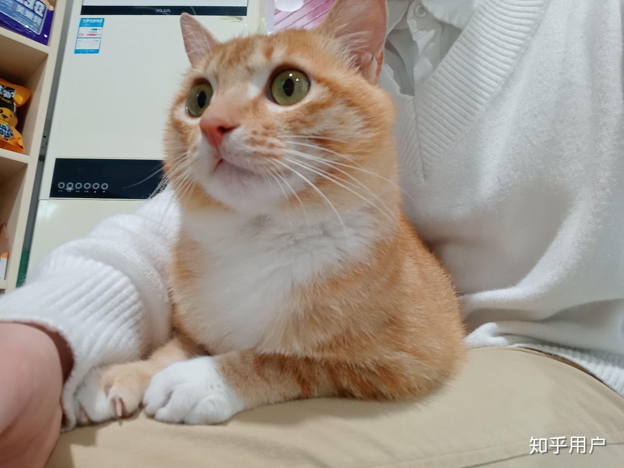 猫不听话可以打吗?