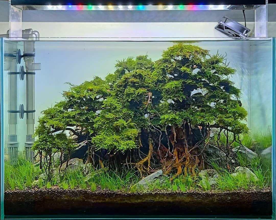 说一说水草造景缸上关于灯的选择 知乎 说一说水草造景缸上关于灯的选择 知乎