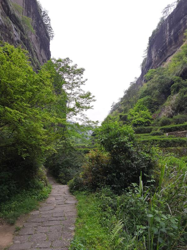 武夷山岩骨花香漫游道