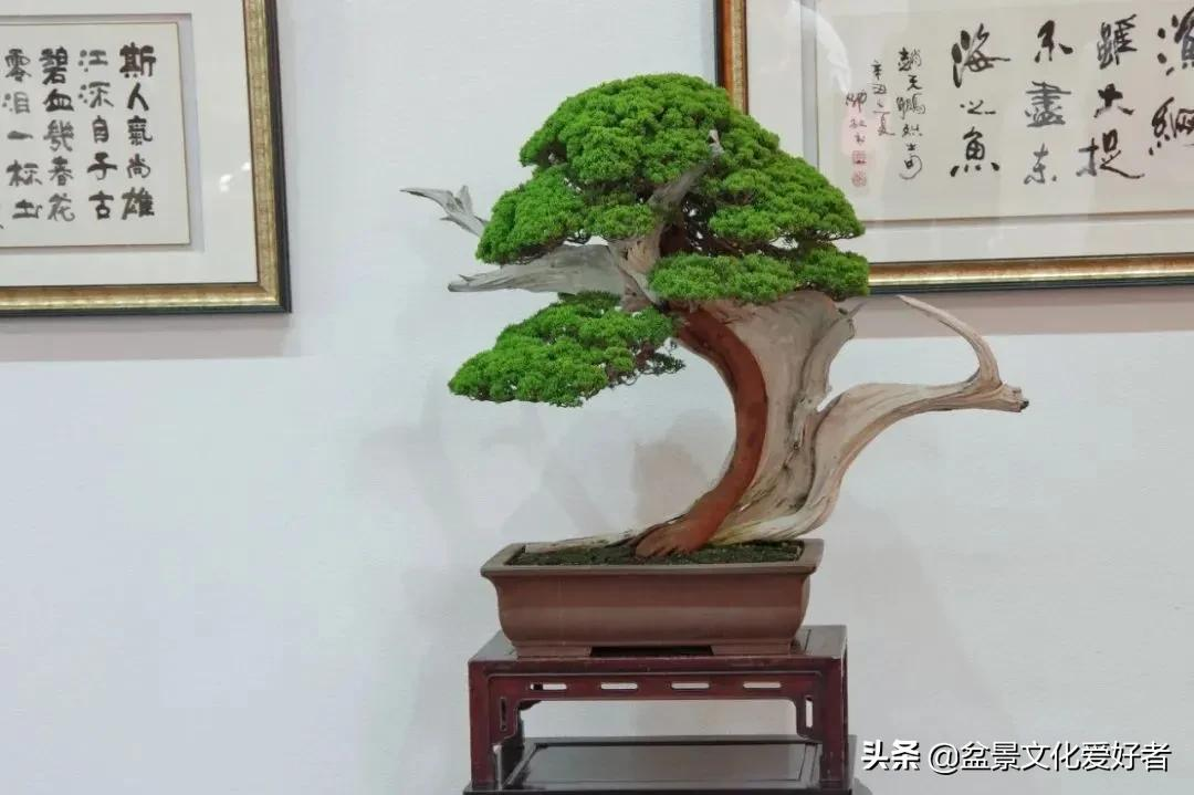 松柏盆景,越养越好看
