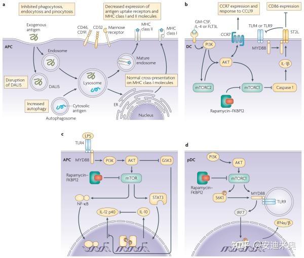 mtor信号通路抑制与免疫调节