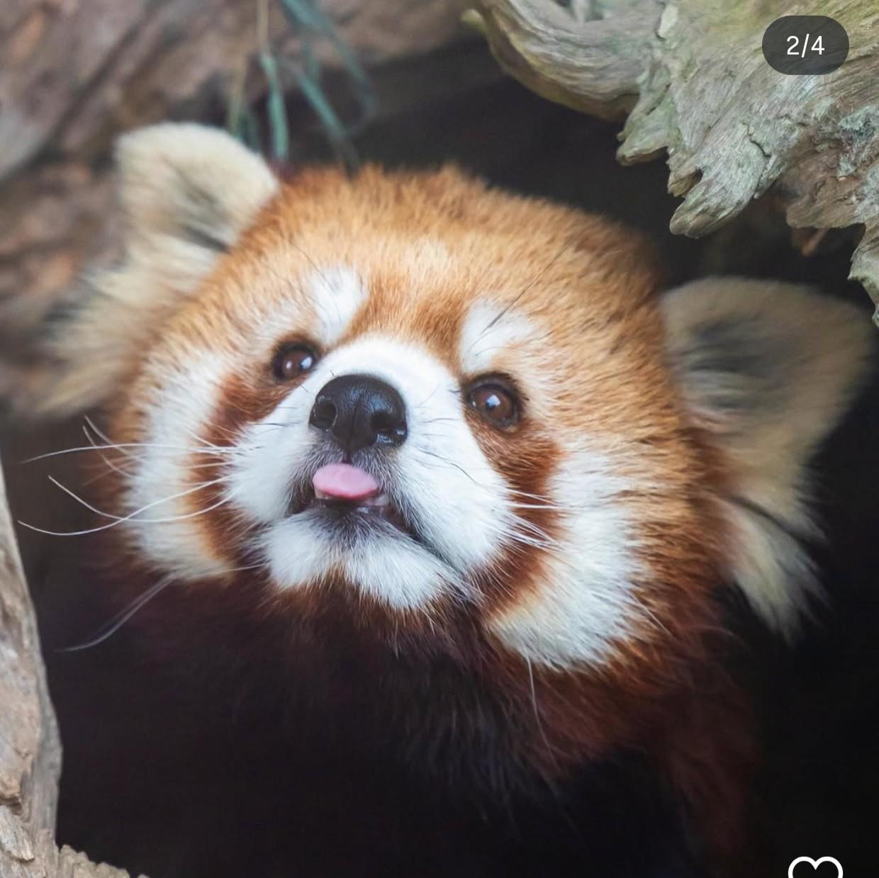 橘叶