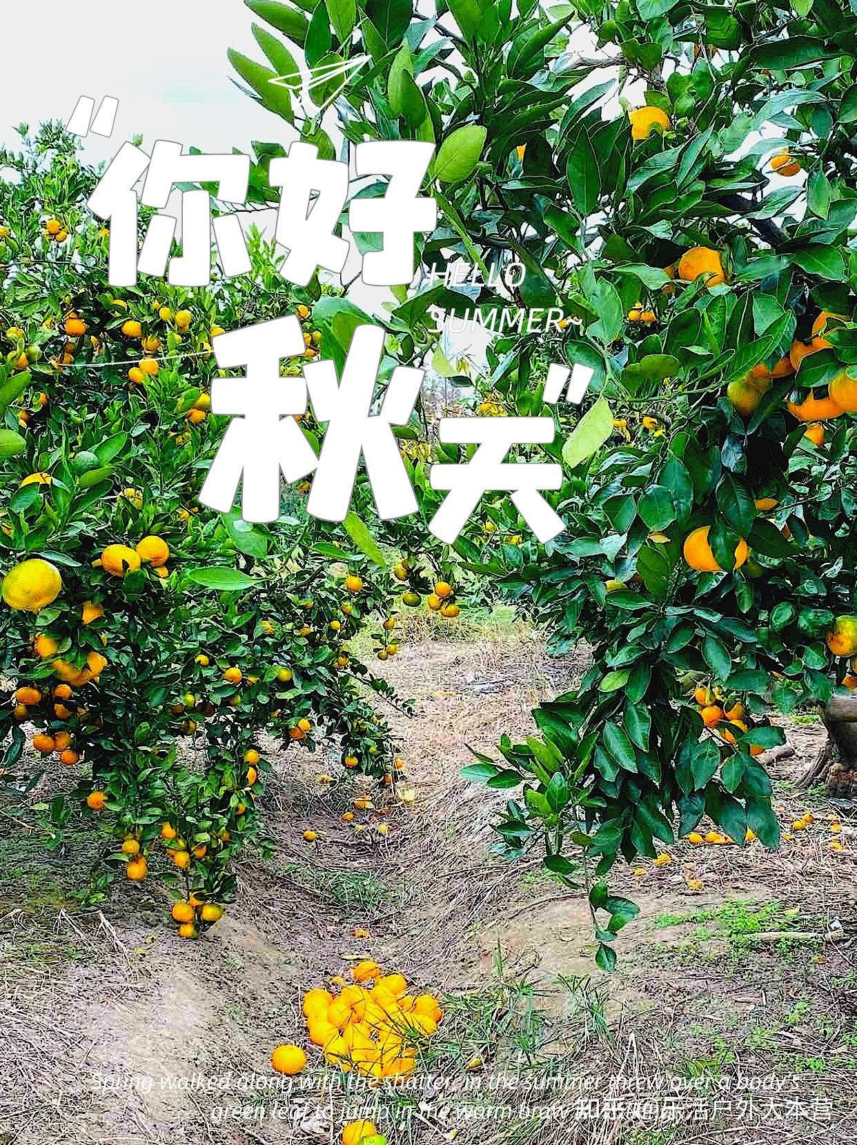 2021上海长兴岛摘橘子具体地点长兴岛郊野公园橘子免费吃个够 - 知乎