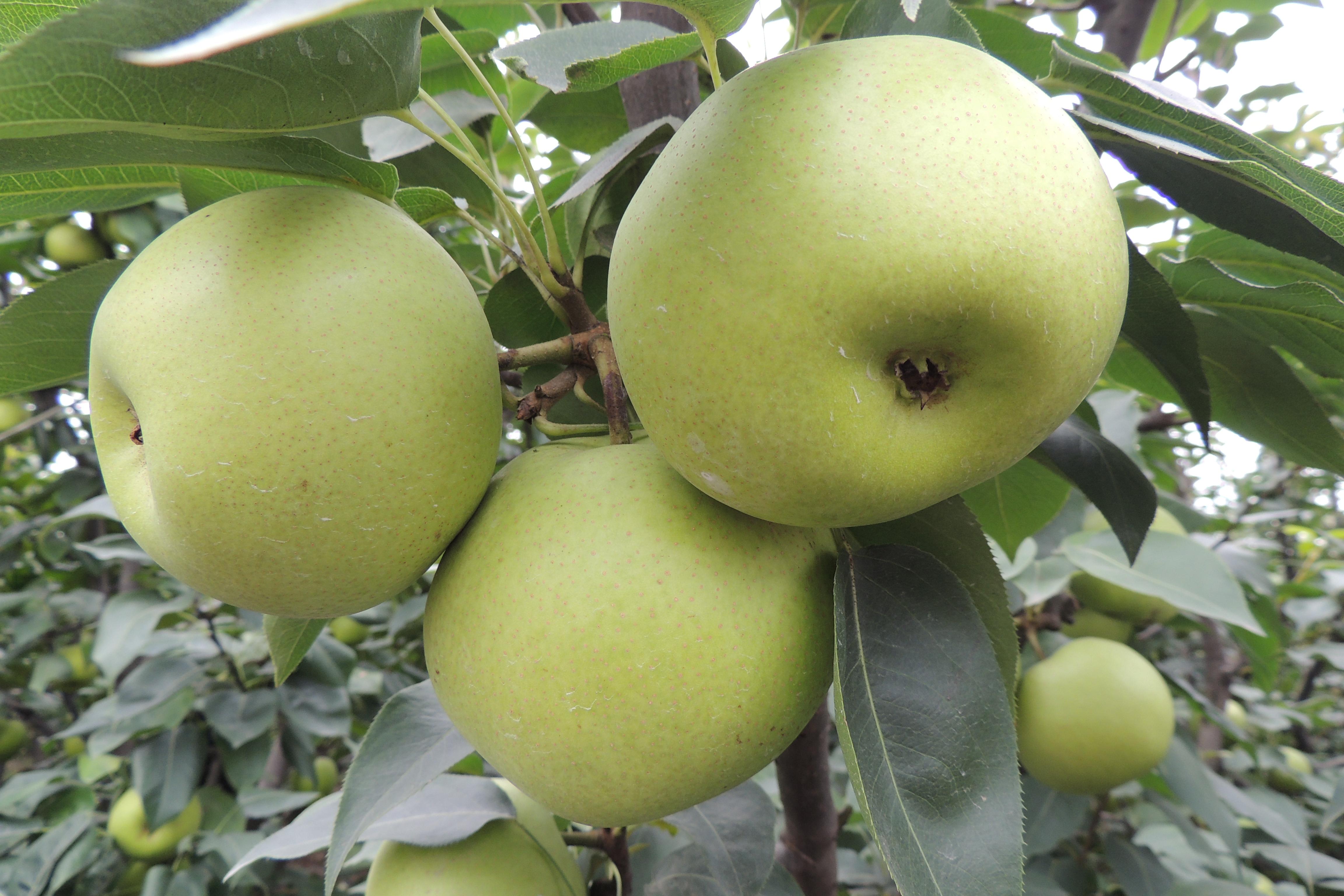 到金堂摘梨子咯