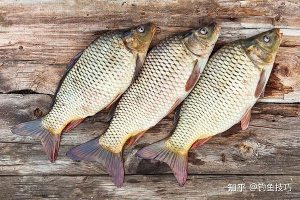 春天钓鲤鱼用什么样的鱼饵？4个字概括春天钓鲤鱼饵的特点- 知乎