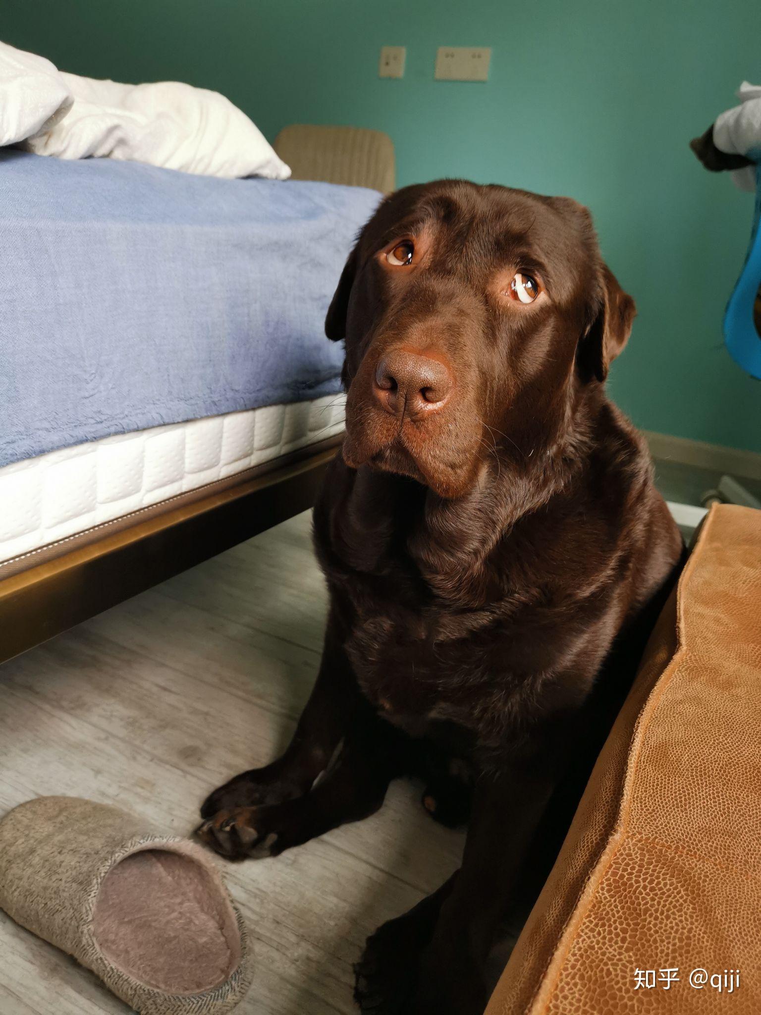 我的拉布拉多怎么飞耳这么严重? - 知乎